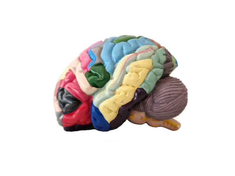 Anatomical Brain Model for Education and Display_BrainAcademy.store