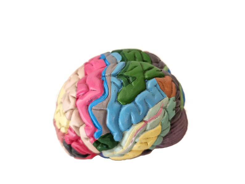 Anatomical Brain Model for Education and Display_BrainAcademy.store