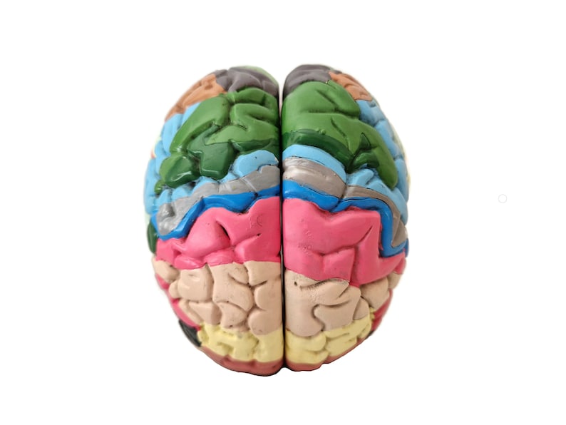 Anatomical Brain Model for Education and Display_BrainAcademy.store