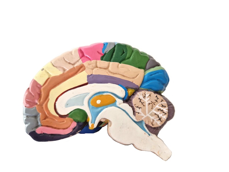 Anatomical Brain Model for Education and Display_BrainAcademy.store