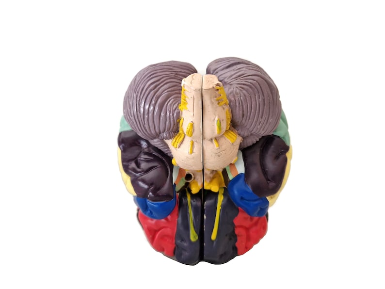 Anatomical Brain Model for Education and Display_BrainAcademy.store