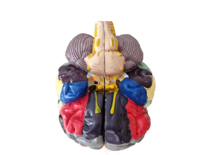 Anatomical Brain Model for Education and Display_BrainAcademy.store