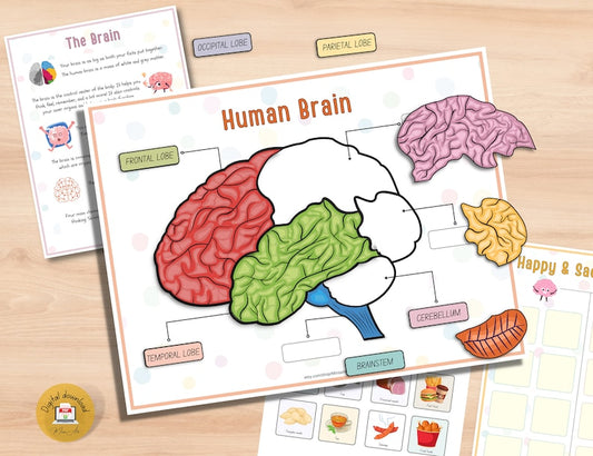 Kit d'anatomie du cerveau humain pour enfants