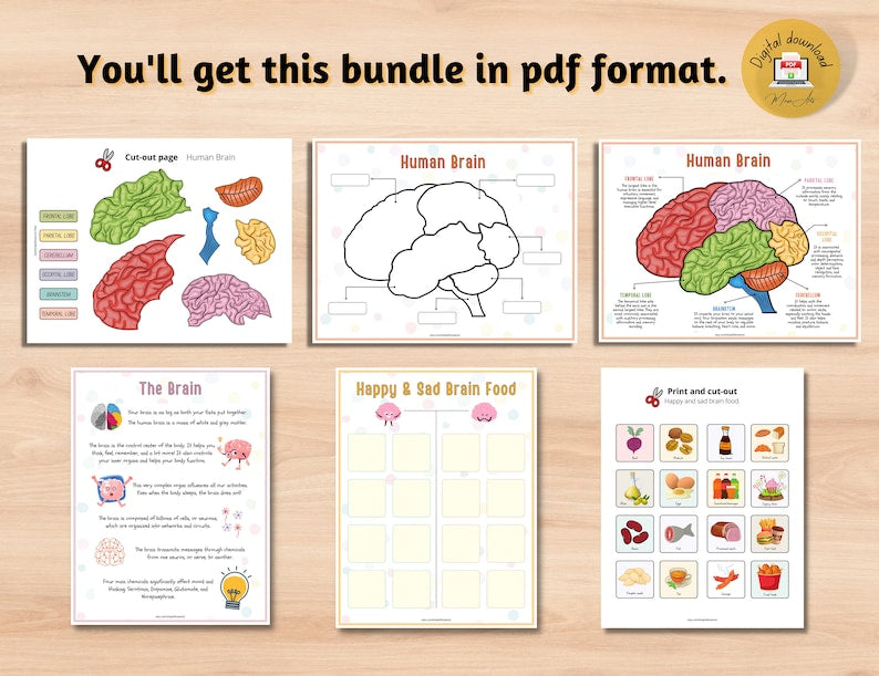 Kit d'anatomie du cerveau humain pour enfants