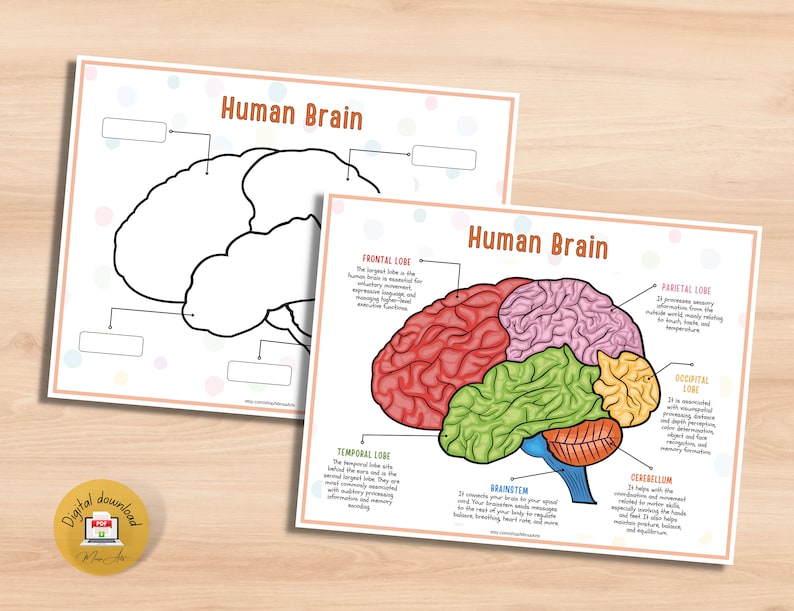 Kit d'anatomie du cerveau humain pour enfants