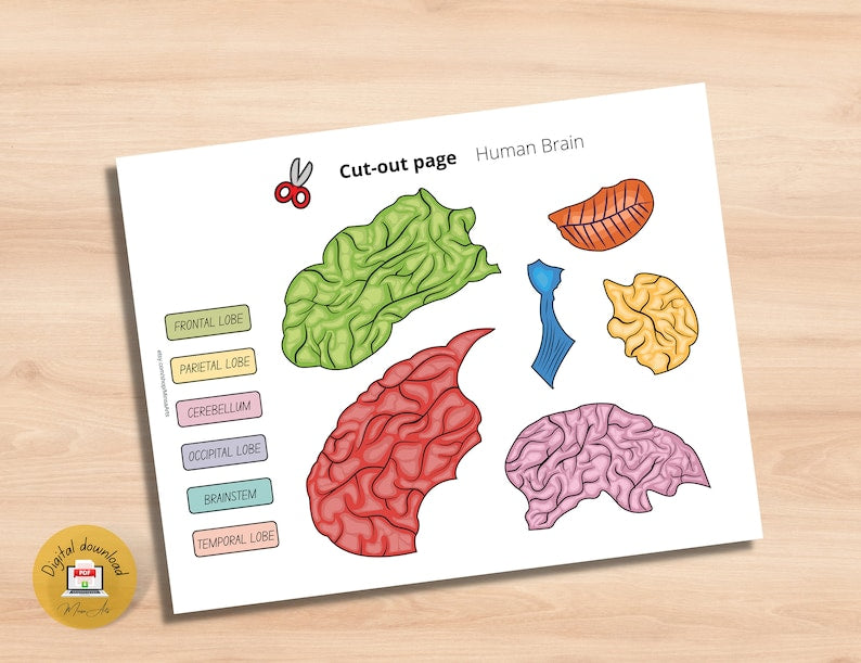 Kit d'anatomie du cerveau humain pour enfants