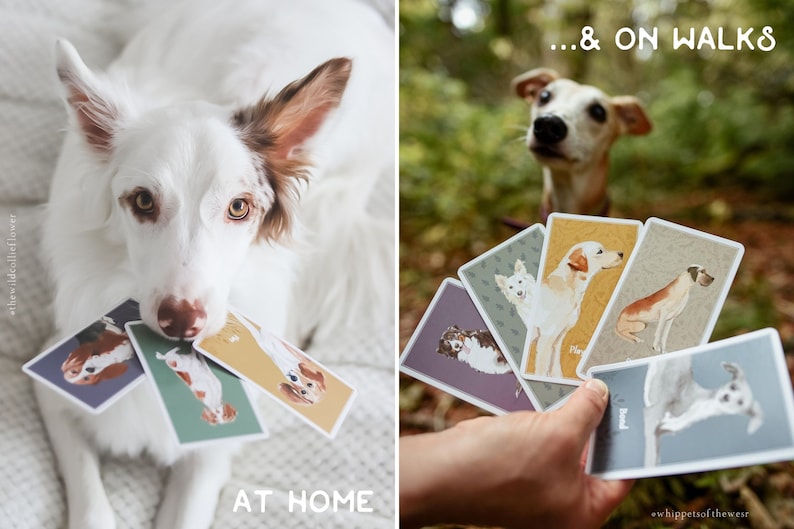 Jeu de cartes enrichissant pour jeux et activités pour chiens