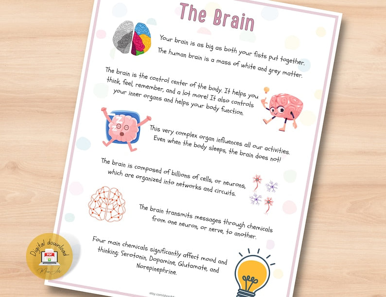 Kit d'anatomie du cerveau humain pour enfants