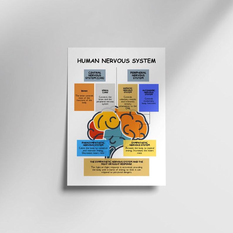 Human Nervous System: Brain Anatomy, Function, and Therapy Guide_BrainAcademy.store