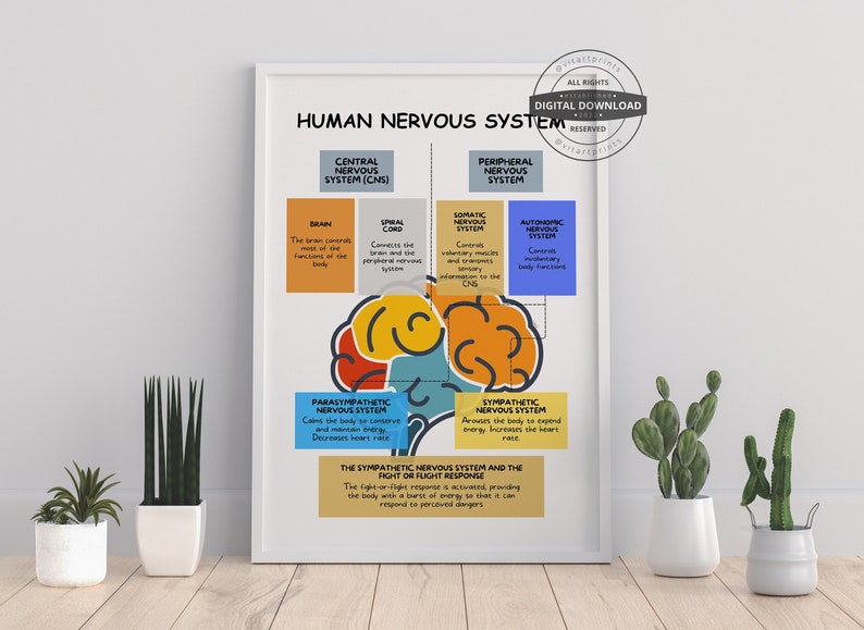 Human Nervous System: Brain Anatomy, Function, and Therapy Guide_BrainAcademy.store