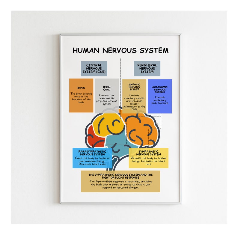 Human Nervous System: Brain Anatomy, Function, and Therapy Guide_BrainAcademy.store