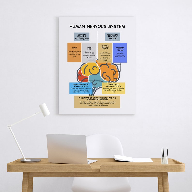 Human Nervous System: Brain Anatomy, Function, and Therapy Guide_BrainAcademy.store