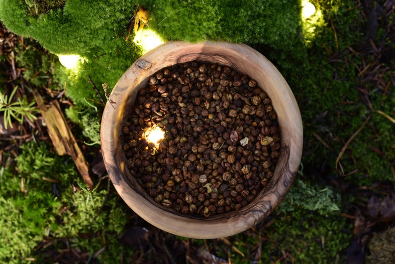 Graines de Celastrus : Arbre Intellectuel, Jyotishmati, Malkangni