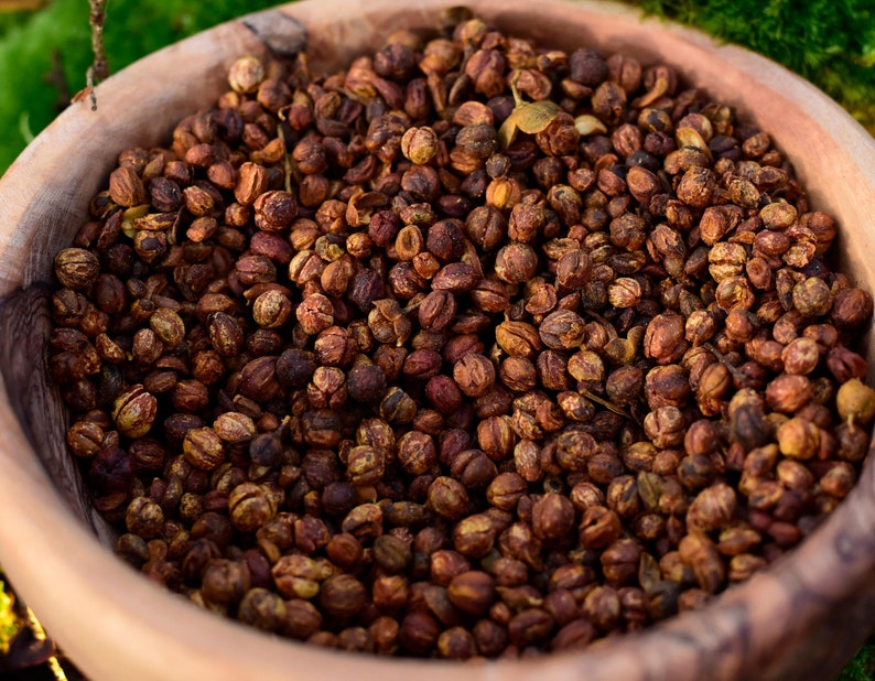 Graines de Celastrus : Arbre Intellectuel, Jyotishmati, Malkangni