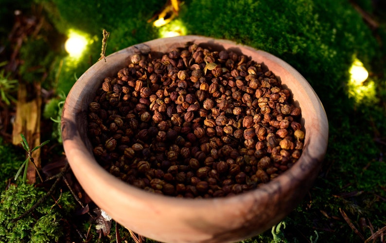 Graines de Celastrus : Arbre Intellectuel, Jyotishmati, Malkangni