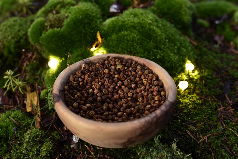 Graines de Celastrus : Arbre Intellectuel, Jyotishmati, Malkangni